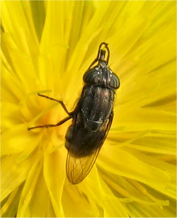 Stomorhina lunata