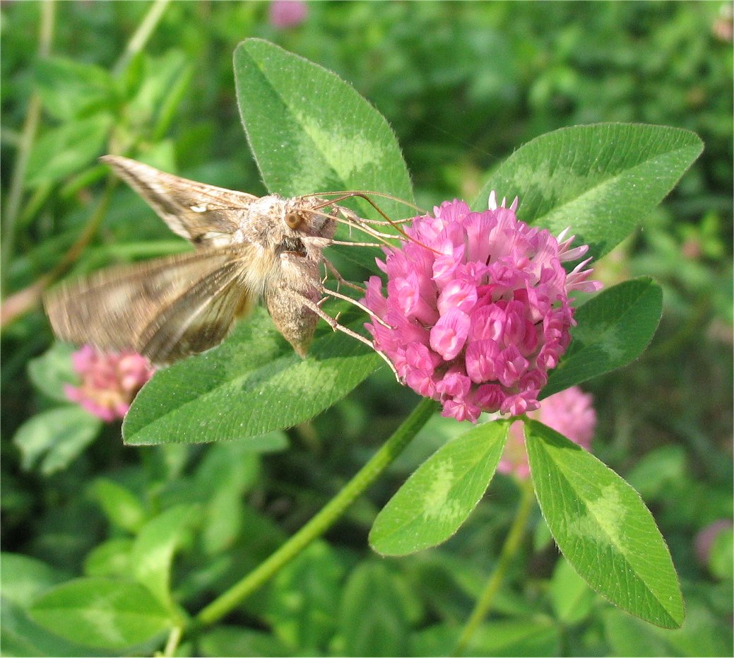 Autographa gamma