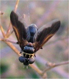 Trichopoda pictipennis