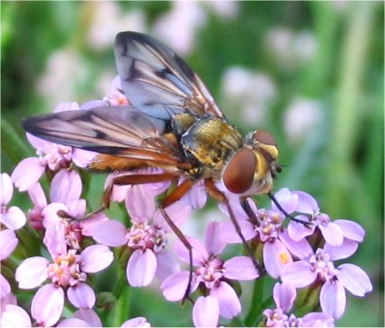 Ectophasia sp.