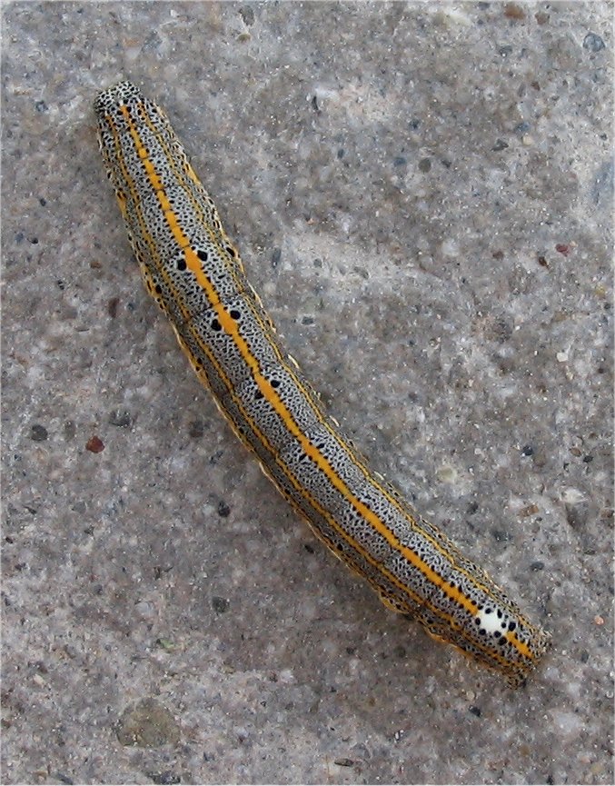 Aedia leucomelas