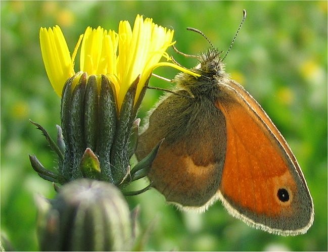 Coenonympha pamphilus