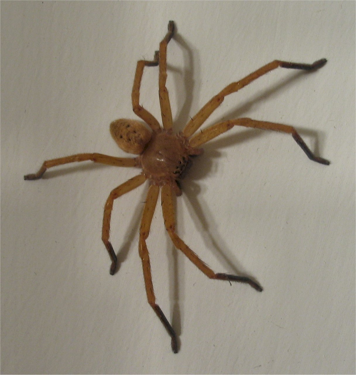 Olios argelasius