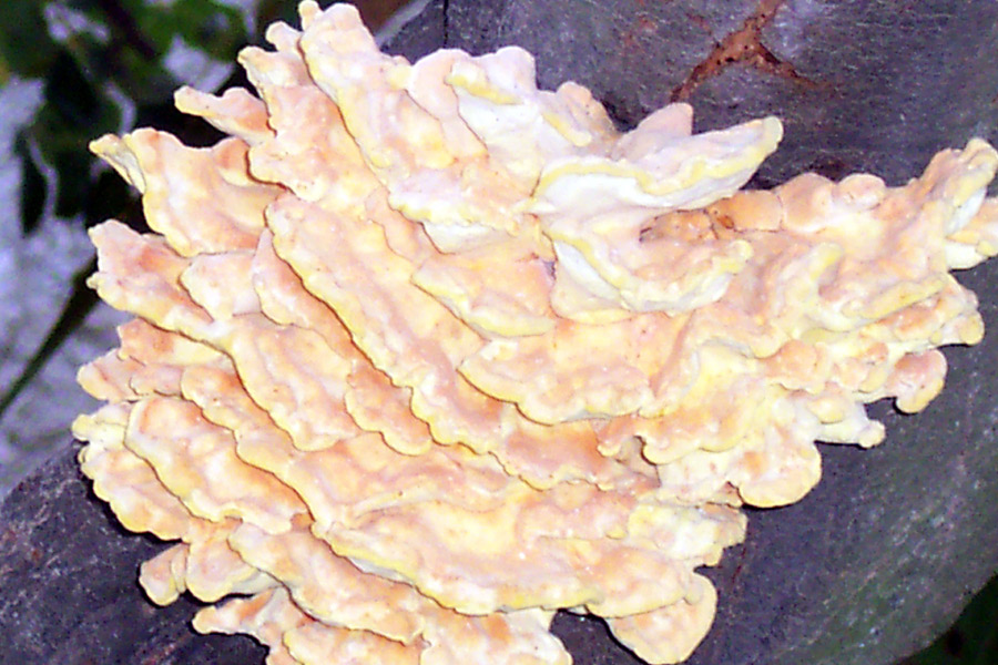 Laetiporus sulphureus