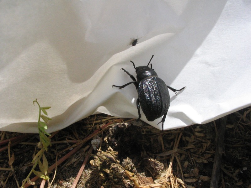 Pimelia bipunctata - sulla sabbia calda