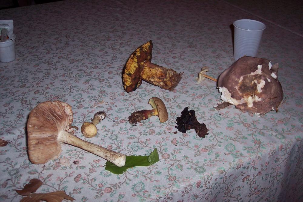 Boletus erythropus Allumiere 19.05.06