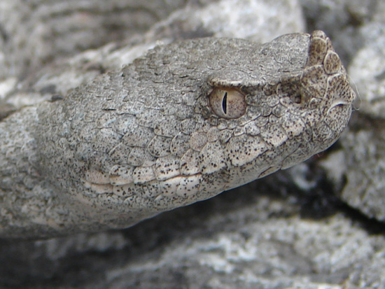 Dolomiti Vipera ammodytes ruffoi e Natrix natrix