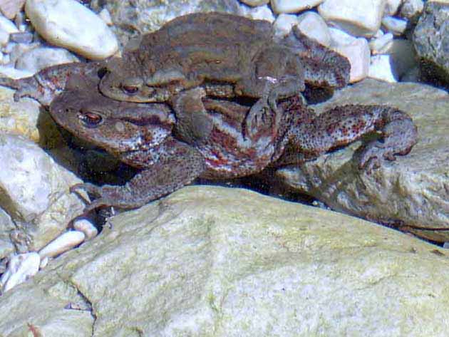 Un bellissimo Bufo bufo