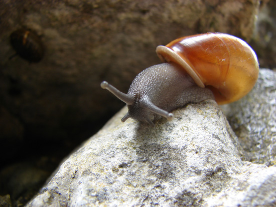 Chilostoma illyricum (Stabile, 1864)