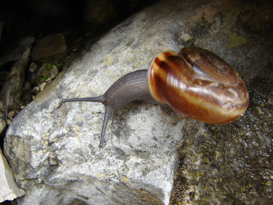 Chilostoma illyricum (Stabile, 1864)