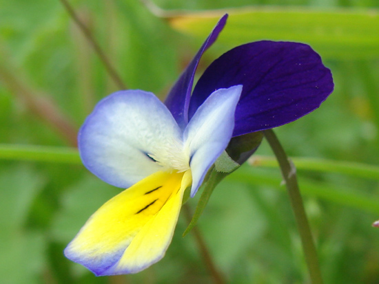 Viola tricolor / Viola del pensiero