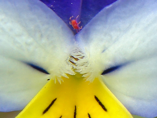 Insieme - Concorso fotografico - il  mondo  un fiore (vari)