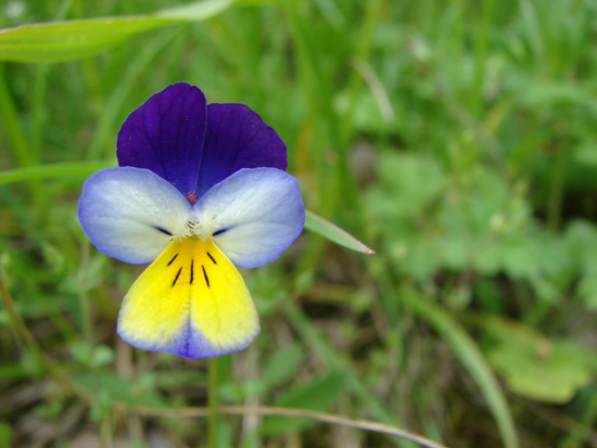 Viola tricolor / Viola del pensiero