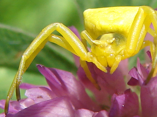 Misumena vatia gialla