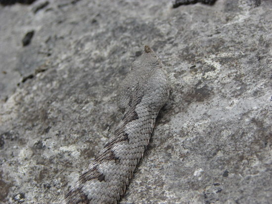 Dolomiti Vipera ammodytes ruffoi e Natrix natrix
