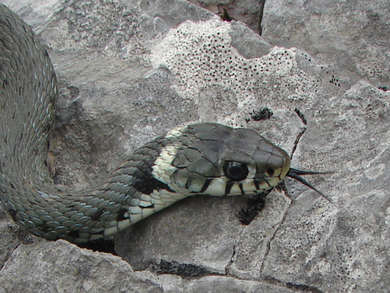 Dolomiti Vipera ammodytes ruffoi e Natrix natrix