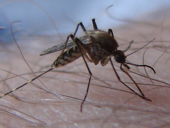 Aedes albopictus
