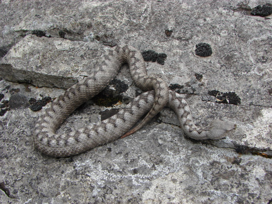Dolomiti Vipera ammodytes ruffoi e Natrix natrix