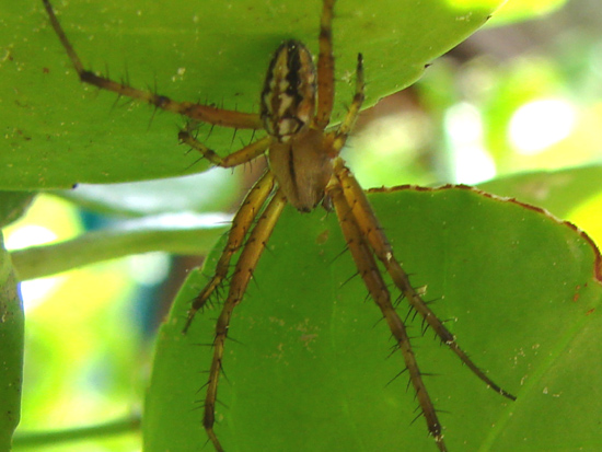 Neoscona adiantha