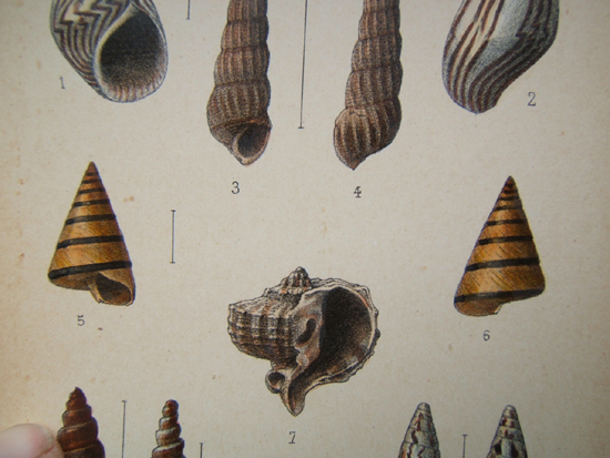 Calliostoma inopinatum