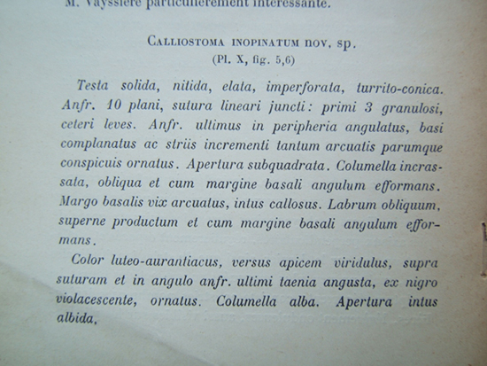 Calliostoma inopinatum