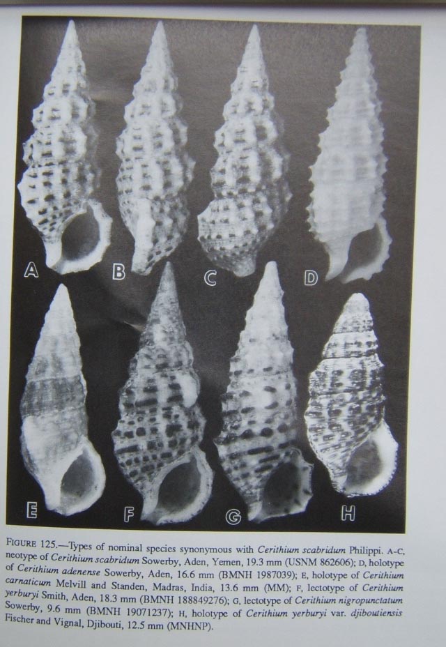 Famiglia Cerithiidae ,Genere Cerithium