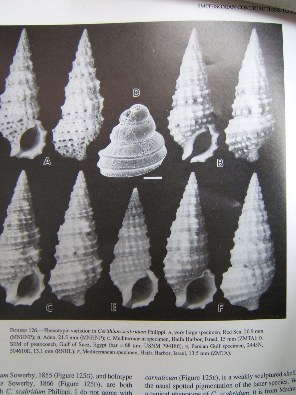 Famiglia Cerithiidae ,Genere Cerithium