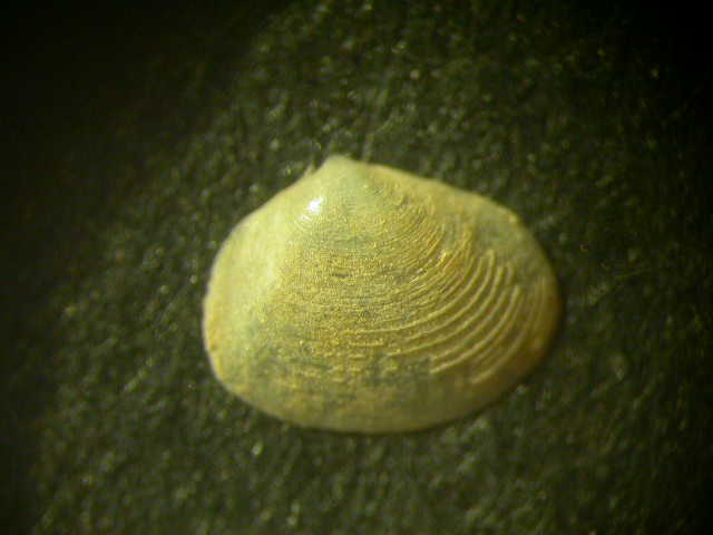 Aiuto per determinazione bivalve