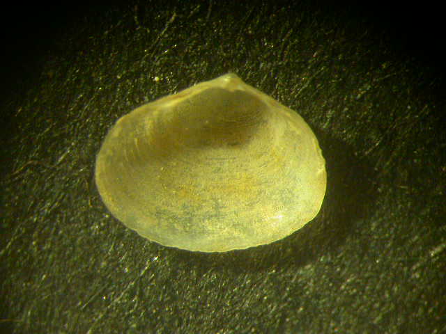 Aiuto per determinazione bivalve