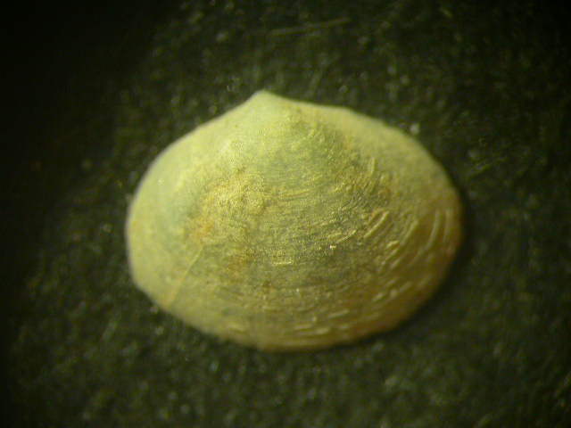 Aiuto per determinazione bivalve