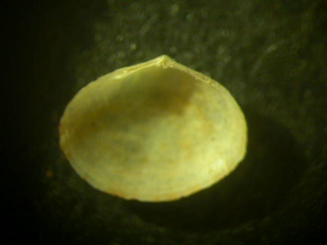 Aiuto per determinazione bivalve