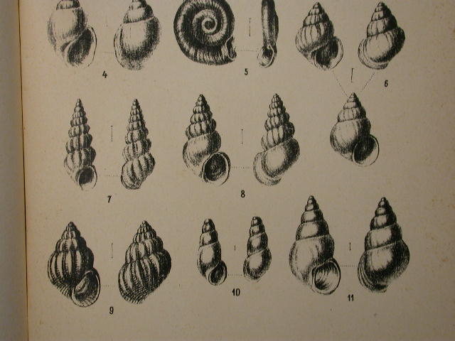 Rissoa decorata f. frauenfeldiana