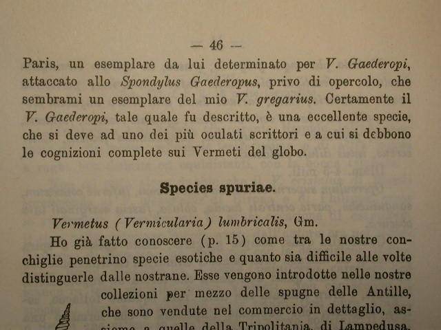 Vermetidae