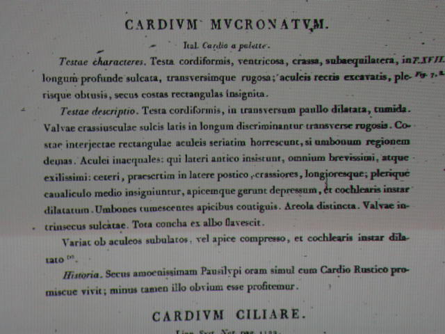Acanthocardia spinosa