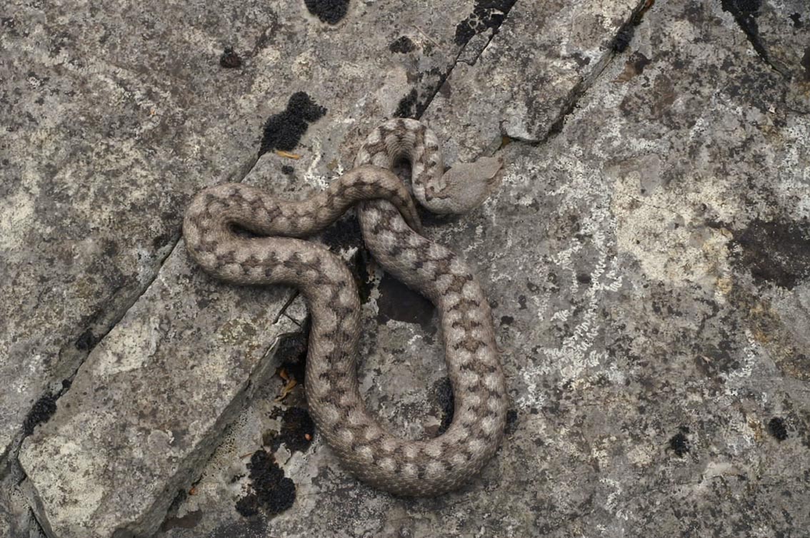 Dolomiti Vipera ammodytes ruffoi e Natrix natrix