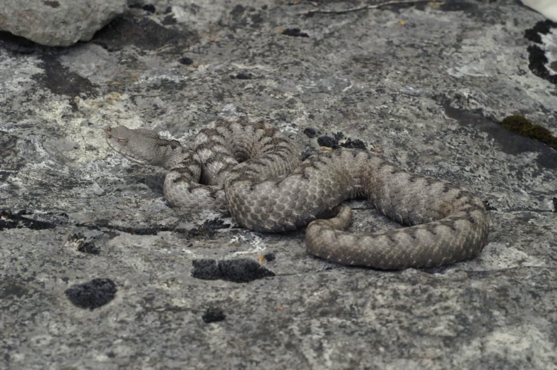 Dolomiti Vipera ammodytes ruffoi e Natrix natrix