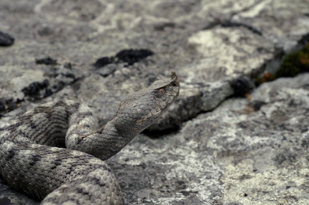 Dolomiti Vipera ammodytes ruffoi e Natrix natrix