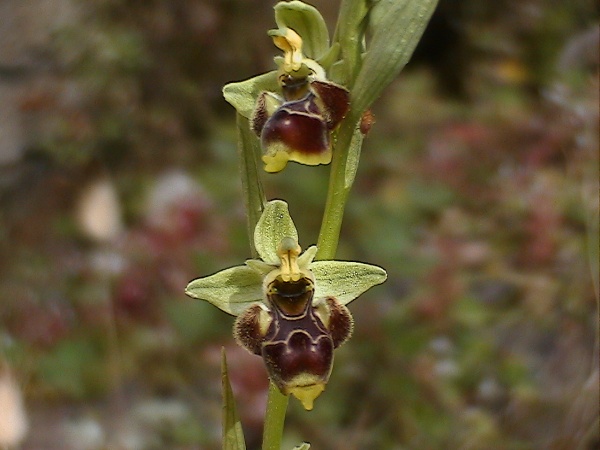 Ophrys scolopax