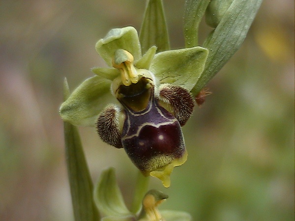 Ophrys scolopax