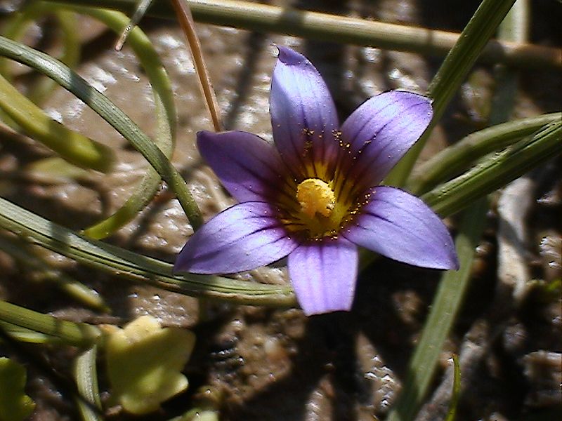 Romulea ma quale? R. ramiflora