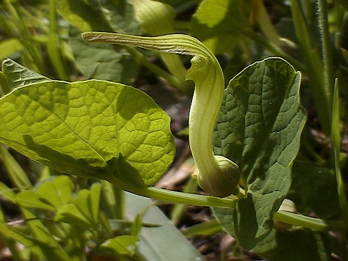 Aristolochia rotunda subsp. insularis