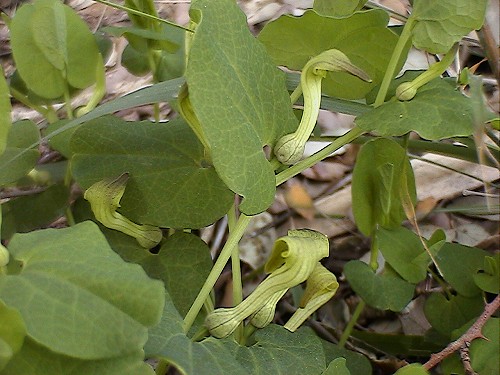 Aristolochia rotunda subsp. insularis