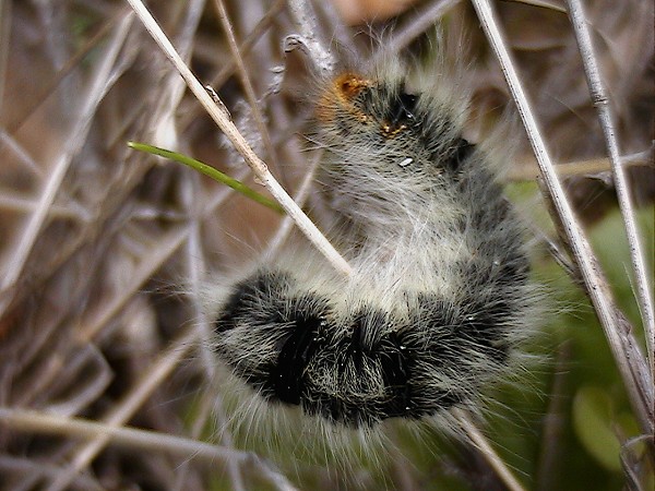 Bruco di Lasiocampa trifolii