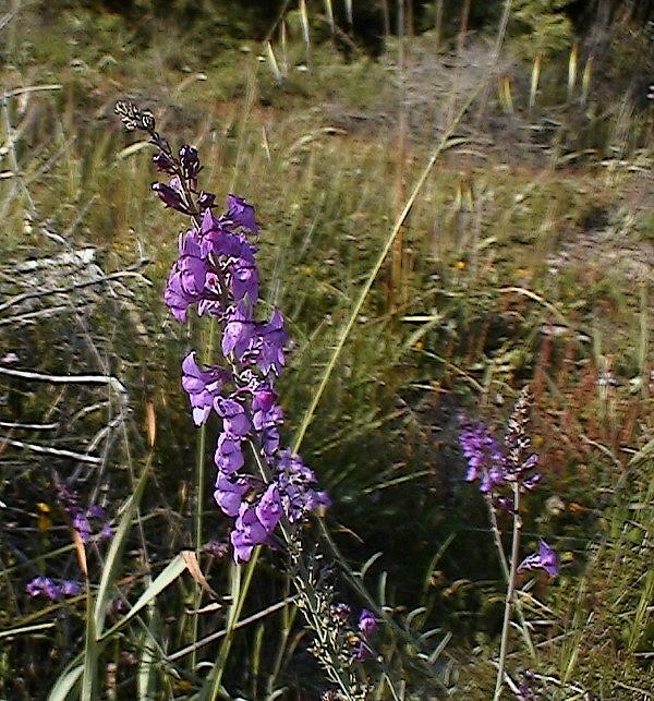 Linaria pelisseriana / Linajola di Pellicier