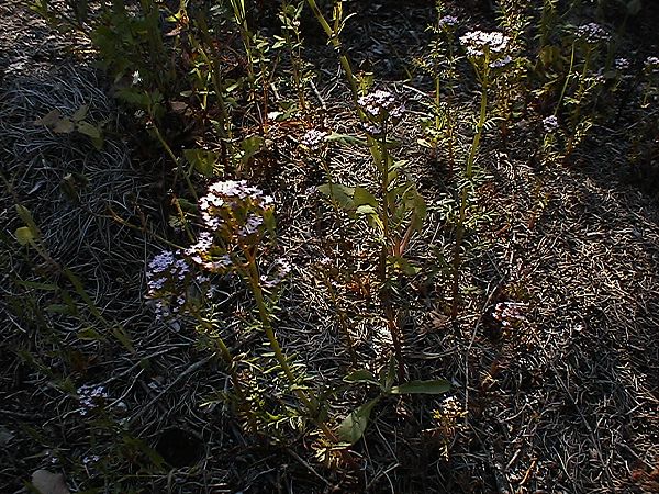 Centranthus calcitrapae / Camarezza minore