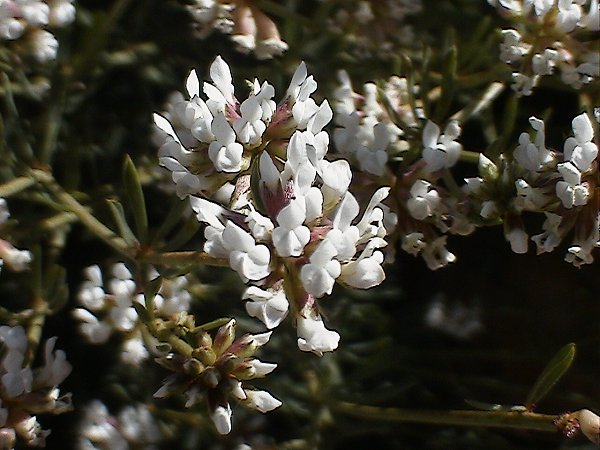 Lotus dorycnium (=Dorycnium pentaphyllum) / Trifoglino legnoso