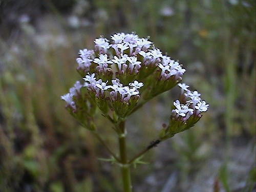 Centranthus calcitrapae / Camarezza minore