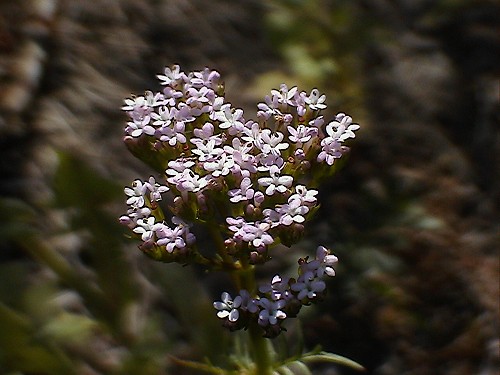 Centranthus calcitrapae / Camarezza minore