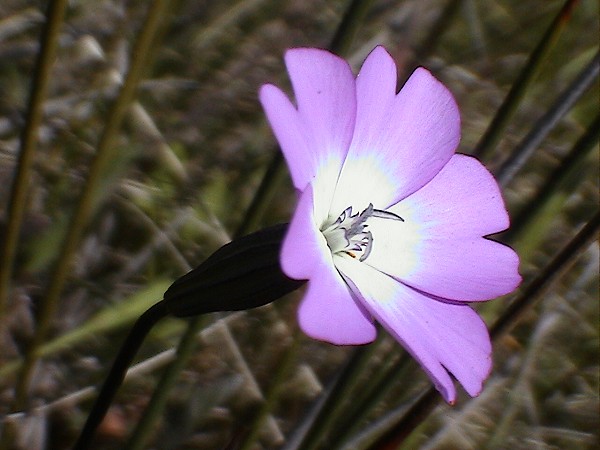 Eudianthe coeli-rosa (=Silene coeli-rosa) / Silene celirosa