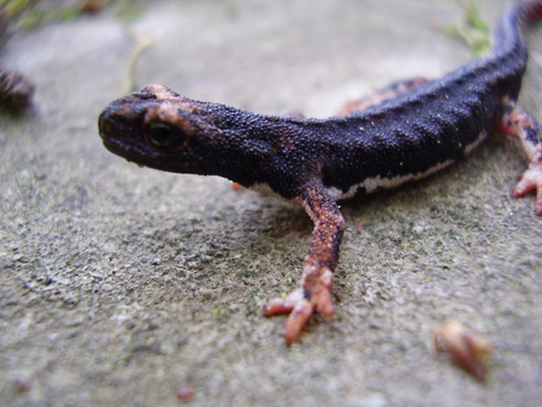 Salamandrina perspicillata
